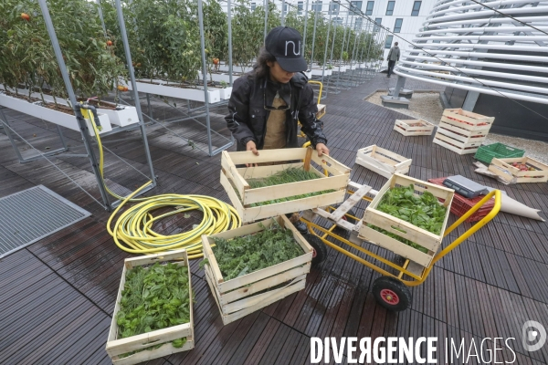 Ramassage des legumes a la ferme urbaine de paris