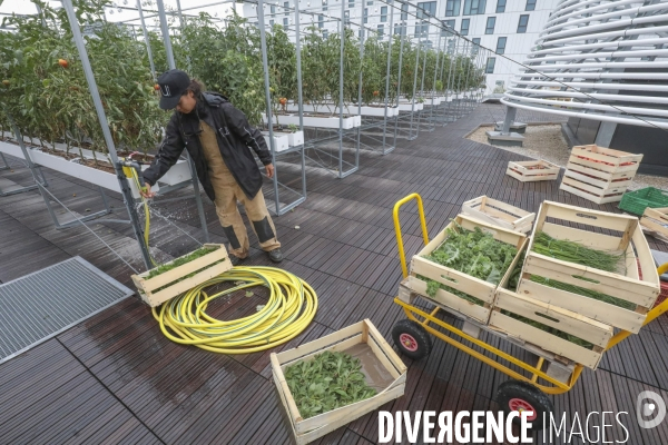 Ramassage des legumes a la ferme urbaine de paris