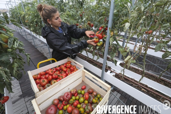 Ramassage des legumes a la ferme urbaine de paris