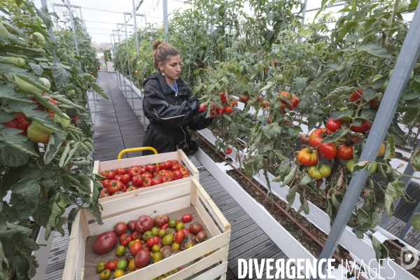 Ramassage des legumes a la ferme urbaine de paris