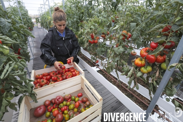 Ramassage des legumes a la ferme urbaine de paris