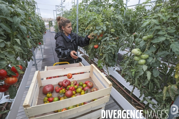 Ramassage des legumes a la ferme urbaine de paris