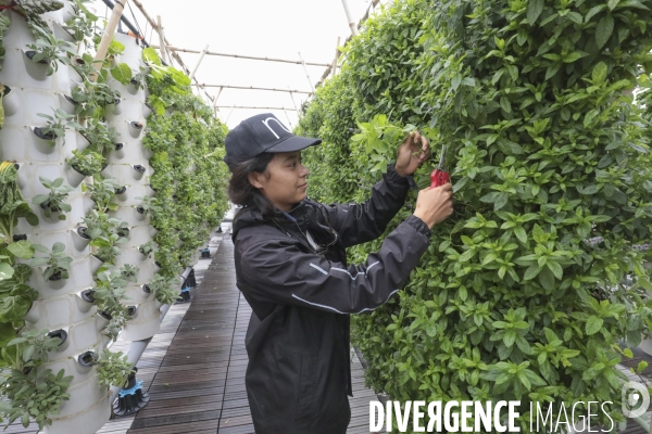 Ramassage des legumes a la ferme urbaine de paris