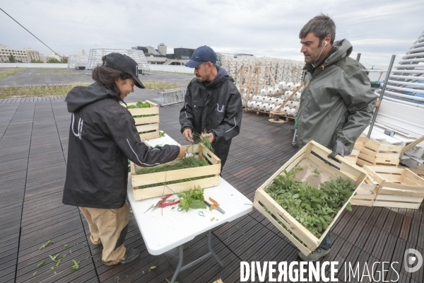 Ramassage des legumes a la ferme urbaine de paris