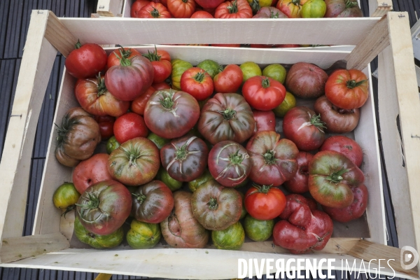 Ramassage des legumes a la ferme urbaine de paris