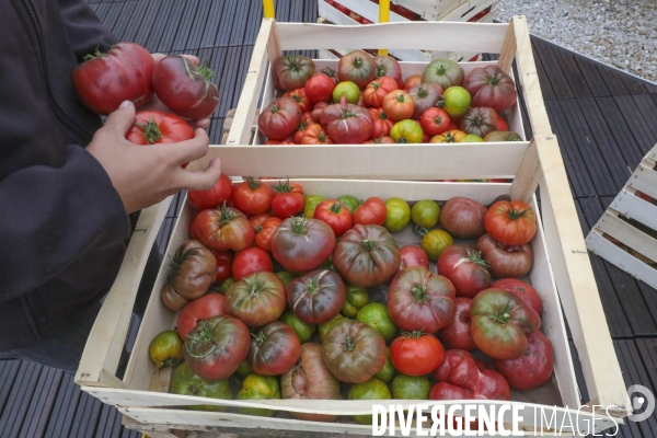 Ramassage des legumes a la ferme urbaine de paris