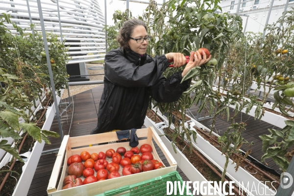 Ramassage des legumes a la ferme urbaine de paris