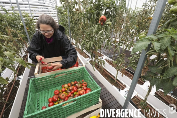 Ramassage des legumes a la ferme urbaine de paris