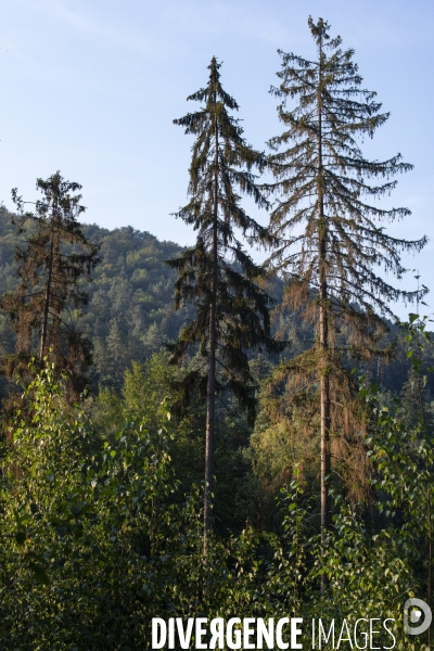 Arbres mort dans les Vosges du nord