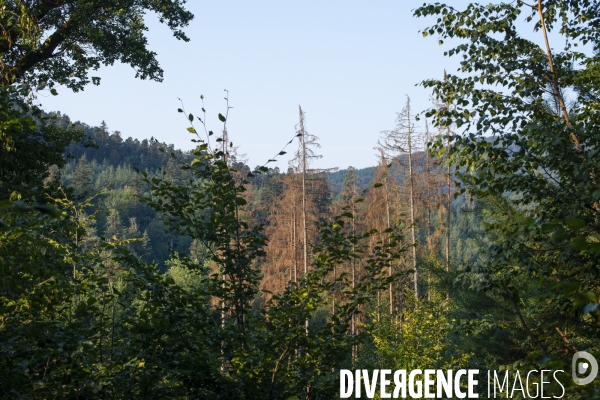 Arbres mort dans les Vosges du nord