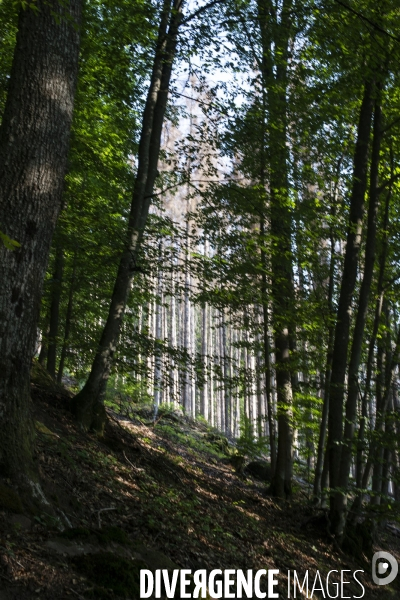 Arbres mort dans les Vosges du nord