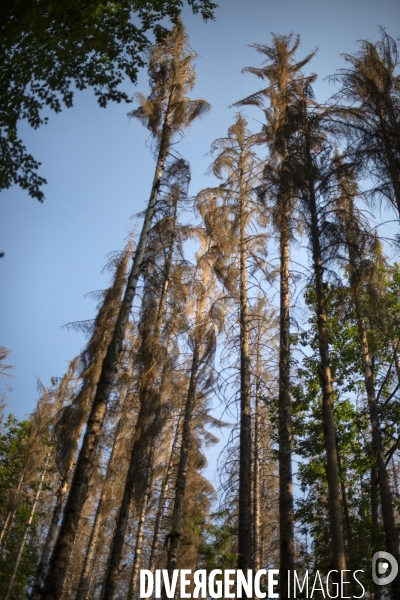 Arbres mort dans les Vosges du nord