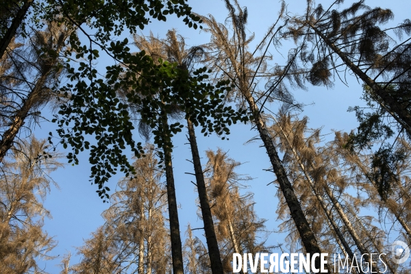 Arbres mort dans les Vosges du nord