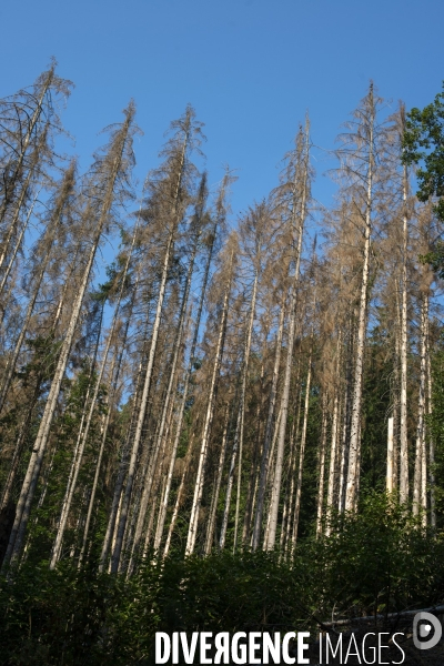 Arbres mort dans les Vosges du nord