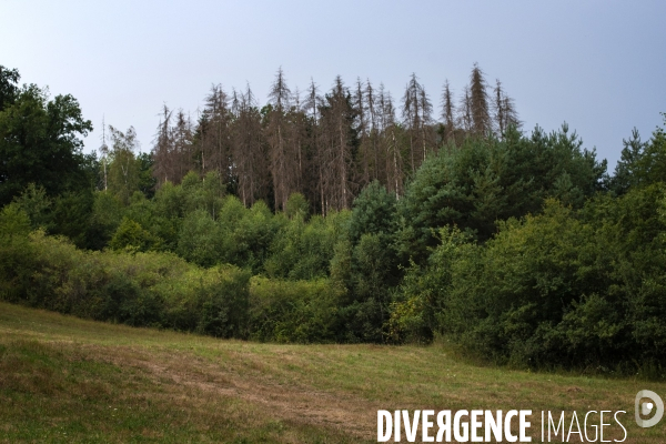 Arbres mort dans les Vosges du nord