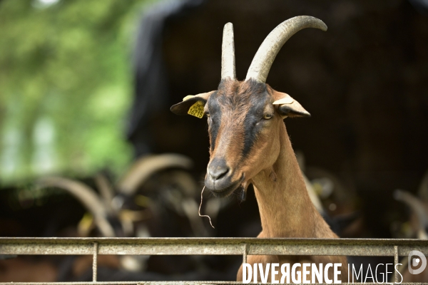 Animaux : élevage de chèvres au GAEC bio   Les vaches nous rendent chèvres . Animals : Goat farming.