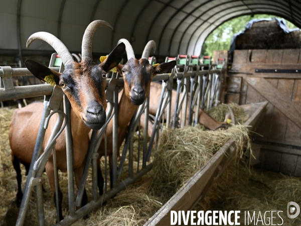 Animaux : élevage de chèvres au GAEC bio   Les vaches nous rendent chèvres . Animals : Goat farming.