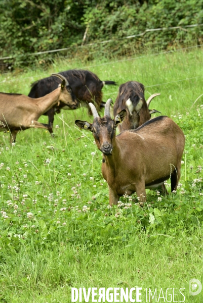 Animaux : élevage de chèvres au GAEC bio   Les vaches nous rendent chèvres . Animals : Goat farming.