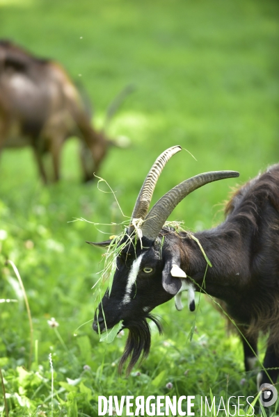 Animaux : élevage de chèvres au GAEC bio   Les vaches nous rendent chèvres . Animals : Goat farming.