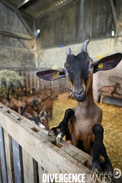 Animaux : élevage de chèvres au GAEC bio   Les vaches nous rendent chèvres . Animals : Goat farming.