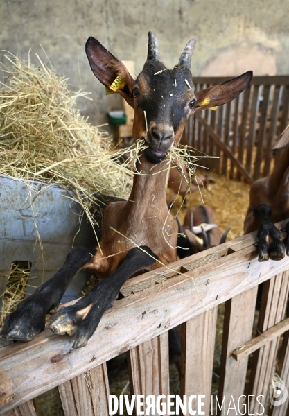 Animaux : élevage de chèvres au GAEC bio   Les vaches nous rendent chèvres . Animals : Goat farming.