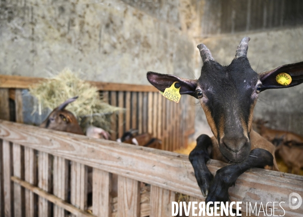 Animaux : élevage de chèvres au GAEC bio   Les vaches nous rendent chèvres . Animals : Goat farming.