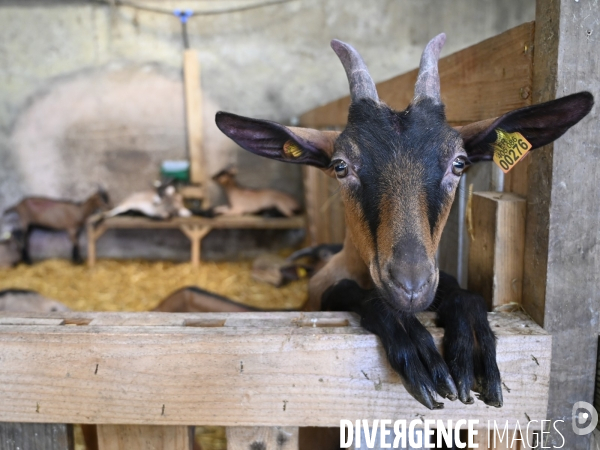 Animaux : élevage de chèvres au GAEC bio   Les vaches nous rendent chèvres . Animals : Goat farming.