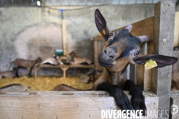 Animaux : élevage de chèvres au GAEC bio   Les vaches nous rendent chèvres . Animals : Goat farming.
