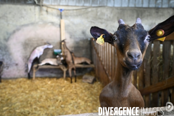 Animaux : élevage de chèvres au GAEC bio   Les vaches nous rendent chèvres . Animals : Goat farming.