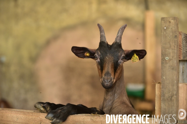 Animaux : élevage de chèvres au GAEC bio   Les vaches nous rendent chèvres . Animals : Goat farming.