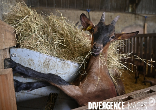 Animaux : élevage de chèvres au GAEC bio   Les vaches nous rendent chèvres . Animals : Goat farming.