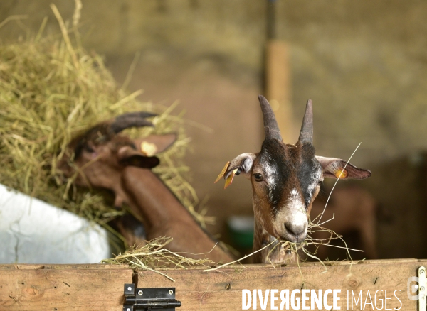 Animaux : élevage de chèvres au GAEC bio   Les vaches nous rendent chèvres . Animals : Goat farming.