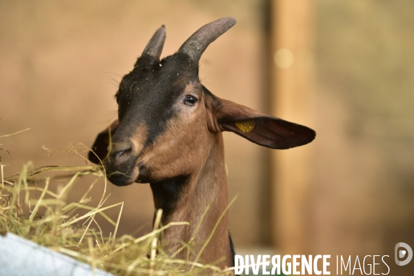 Animaux : élevage de chèvres au GAEC bio   Les vaches nous rendent chèvres . Animals : Goat farming.