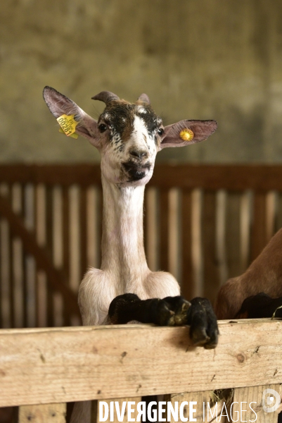 Animaux : élevage de chèvres au GAEC bio   Les vaches nous rendent chèvres . Animals : Goat farming.