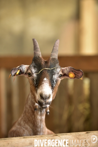 Animaux : élevage de chèvres au GAEC bio   Les vaches nous rendent chèvres . Animals : Goat farming.