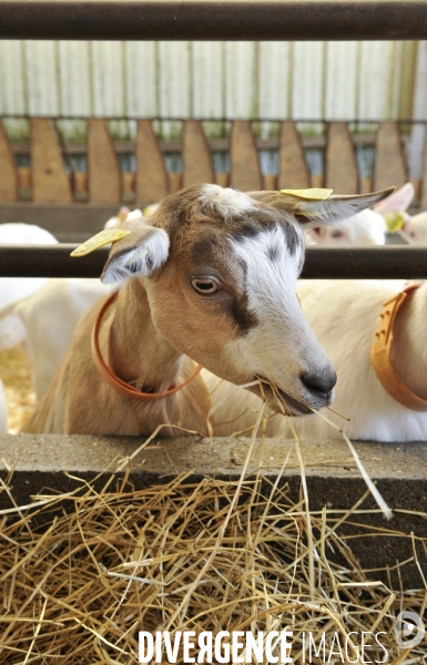 Animaux : élevage de chèvres au GAEC bio   Les vaches nous rendent chèvres . Animals : Goat farming.