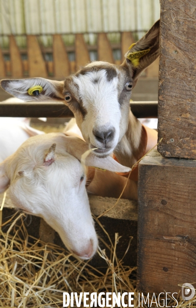 Animaux : élevage de chèvres. Animals : Goat farming.