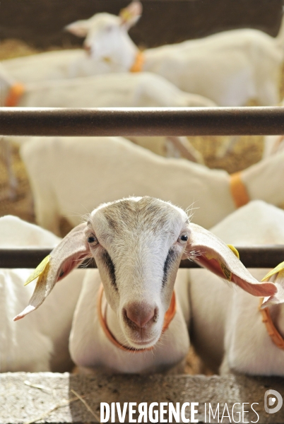 Animaux : élevage de chèvres. Animals : Goat farming.