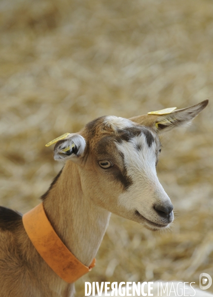 Animaux : élevage de chèvres. Animals : Goat farming.