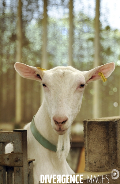 Animaux : élevage de chèvres. Animals : Goat farming.