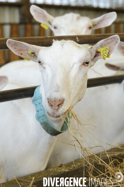 Animaux : élevage de chèvres. Animals : Goat farming.