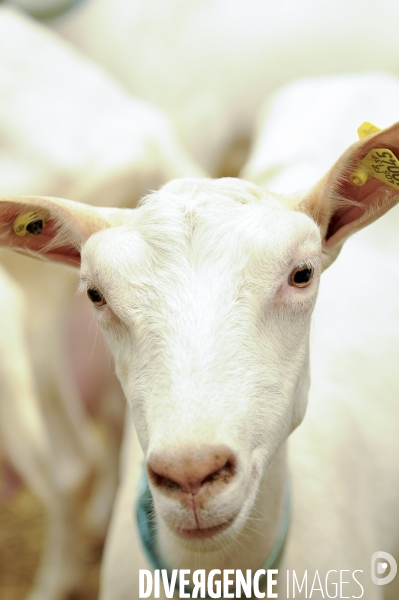 Animaux : élevage de chèvres. Animals : Goat farming.