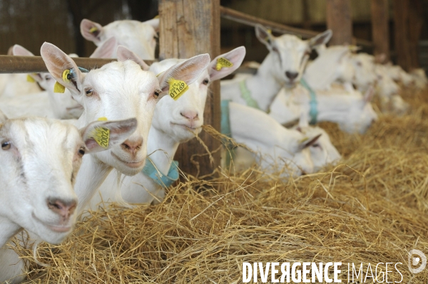 Animaux : élevage de chèvres. Animals : Goat farming.