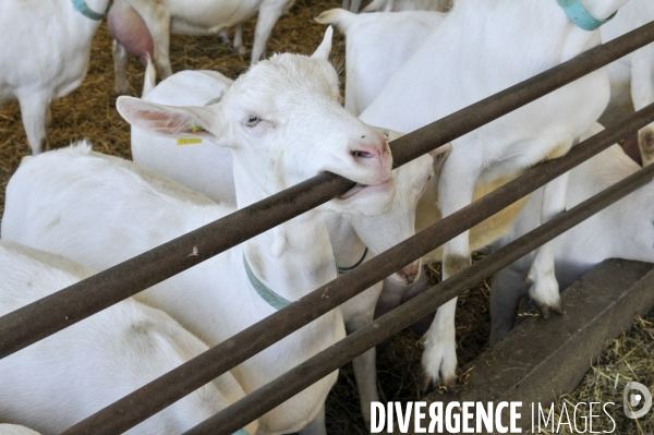 Animaux : élevage de chèvres. Animals : Goat farming.