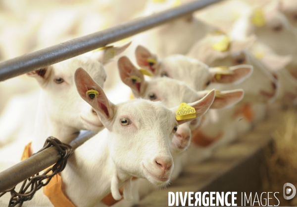 Animaux : élevage de chèvres. Animals : Goat farming.