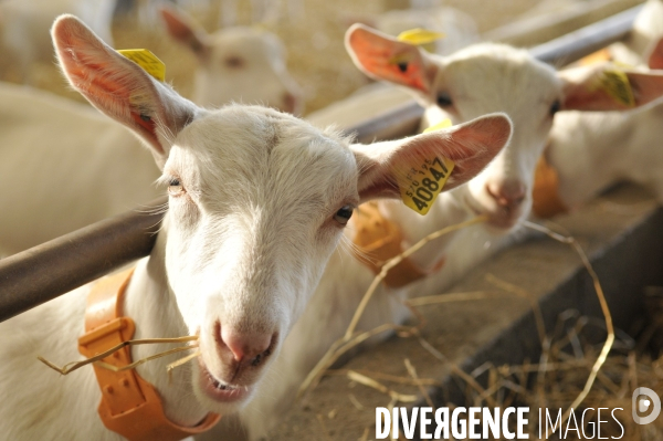 Animaux : élevage de chèvres. Animals : Goat farming.