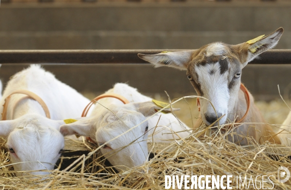 Animaux : élevage de chèvres. Animals : Goat farming.