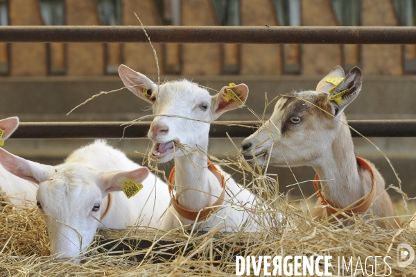 Animaux : élevage de chèvres. Animals : Goat farming.