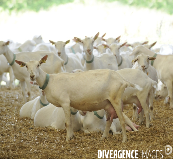 Animaux : élevage de chèvres. Animals : Goat farming.