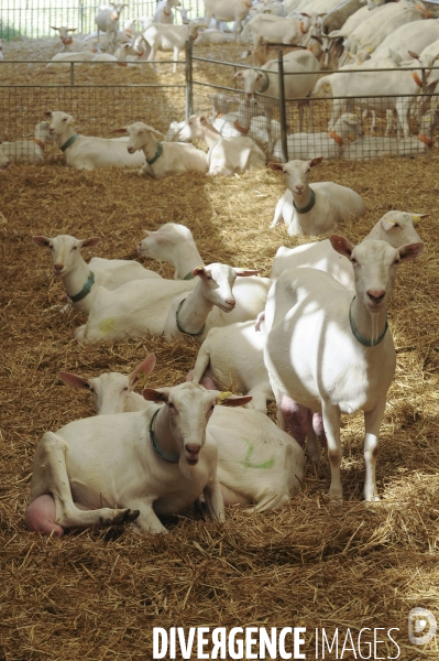 Animaux : élevage de chèvres. Animals : Goat farming.